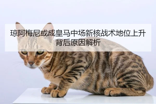 琼阿梅尼或成皇马中场新核战术地位上升背后原因解析