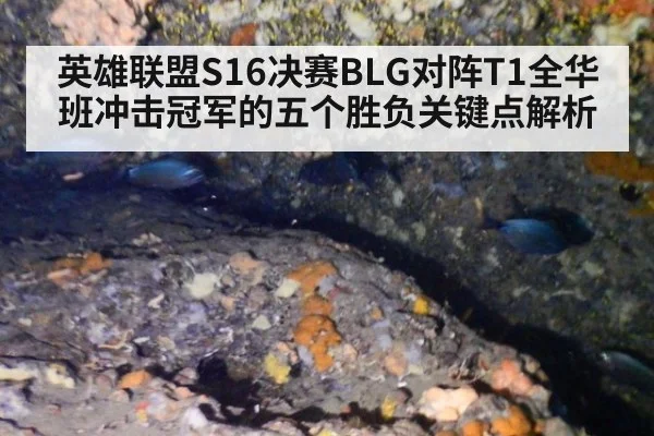 英雄联盟S16决赛BLG对阵T1全华班冲击冠军的五个胜负关键点解析